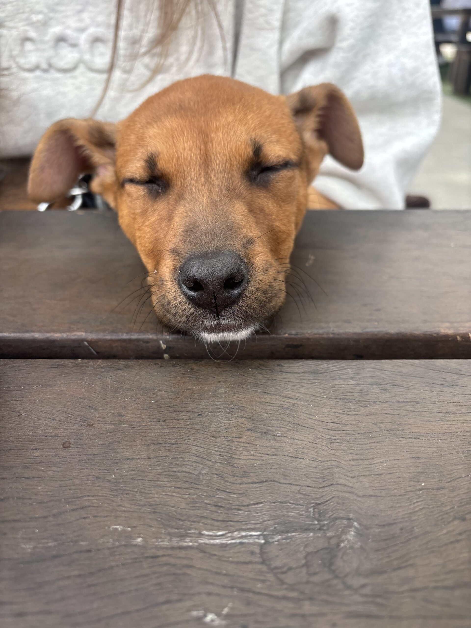 Honey potty trained puppy for adoption near me NC
