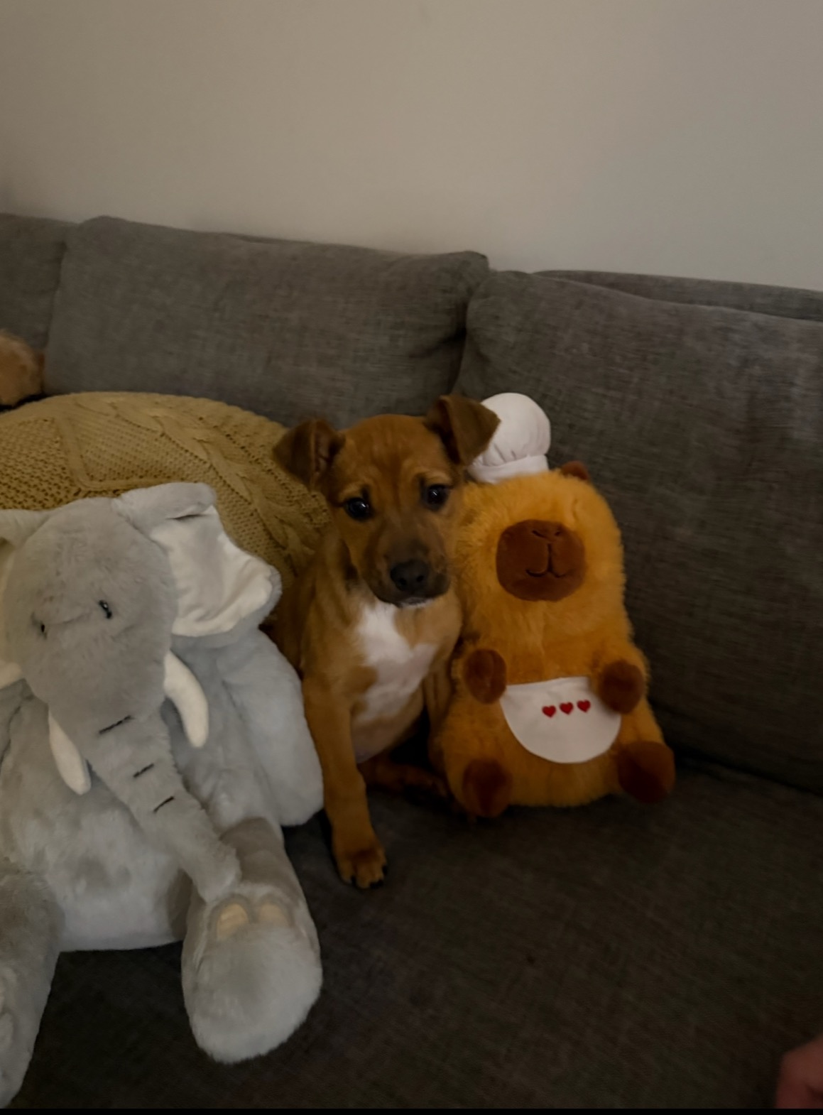 Honey potty trained puppy for adoption near me NC