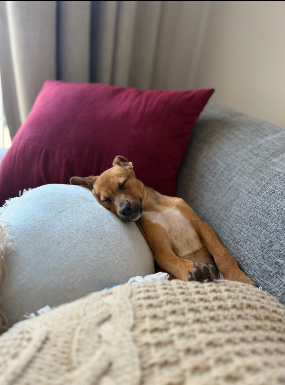 Honey potty trained puppy for adoption near me NC