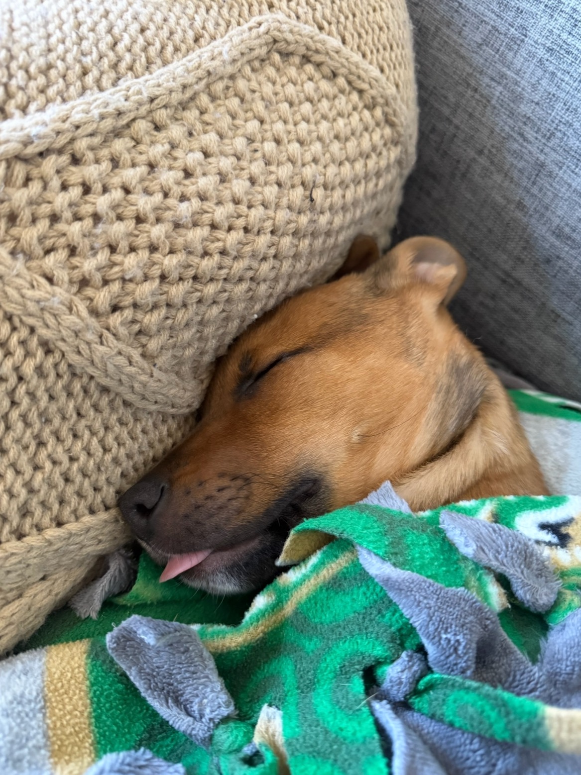 Honey potty trained puppy for adoption near me NC