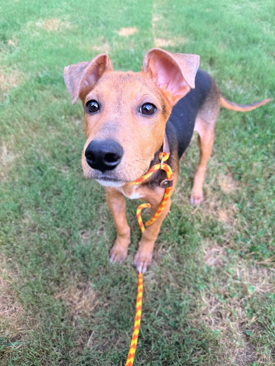 Koa