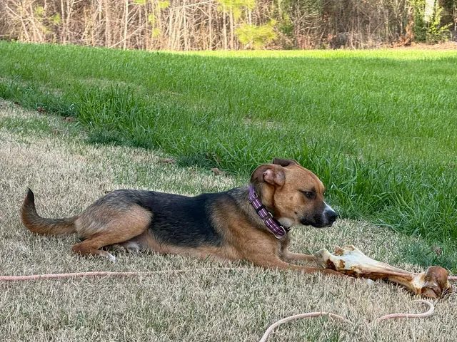 Hunter