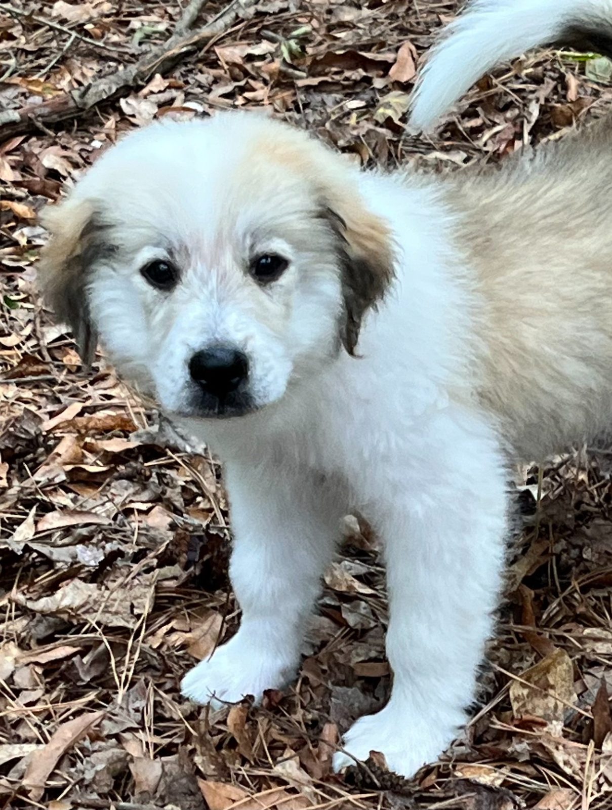 Bowie