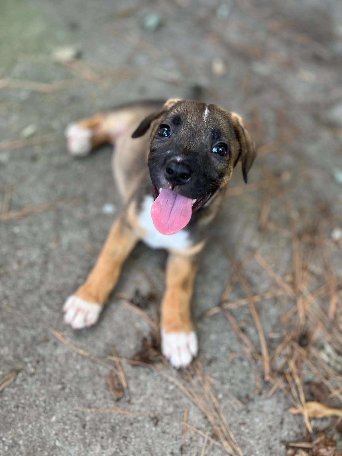 Nova