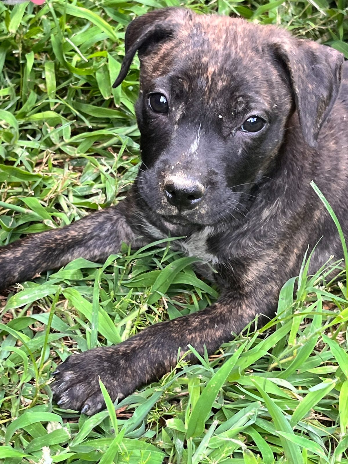 Lyra