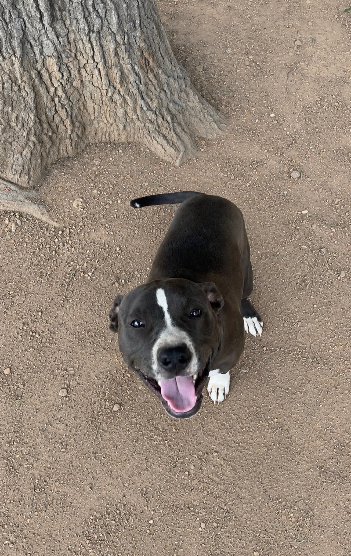 Bruno 